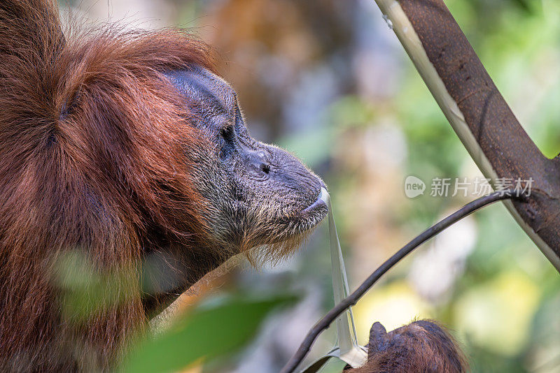 苏门答腊猩猩Pongo abelii正在吃树皮